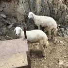 طليان