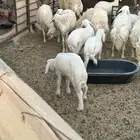 مطلوب