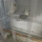 جوز روز تحته فروخ