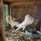 زوج نرويجي