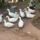 بط بكيني عدد عشرين حبة