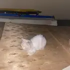 قطه اليفه البيع