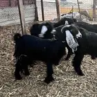 جفرات عوارض كايفه