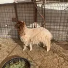 رخل نعيميه ذبيحه