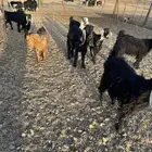 تيوس مخاصي وجفار