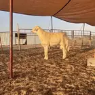 فحل