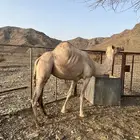بنت الاخطل ولد حبيب