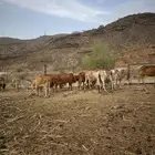 بقر رعويه