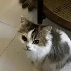 قطه للتبني