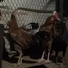 للبيع ديوك بلدي