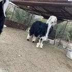 نجدي مشروع فحل