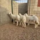 رخال حريه