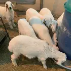 الربعه شهور العدد خمسطعش خرفان