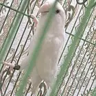 ذكر روز غير اليف للإنتاج فقط