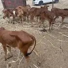 للبيع حسلان