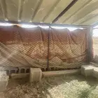شبكين مترين ونص في واحد ونص الطول متر الموقع جنوب القصيم
