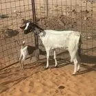 للبيع عنز متبع بصخله