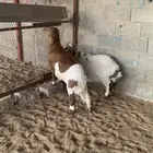 للبيع ذبائح خرفان هجين العدد 2