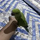 دره أليف