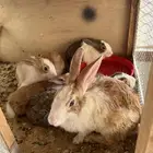 للبيع 6 ارانب كلها انتاج