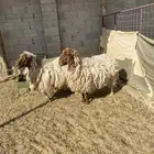 شياه نعيم دفيع