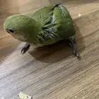 فروخ ببغاء روز