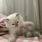 قطة شيرازي - همالايا - أنثى للبيع