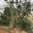 مسواك الاراك طازج .