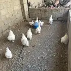 دجاج قطني بياض العمر سنه 5 ديكه و 10 دجاج