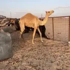 قعود