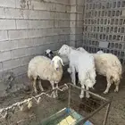 مقاني   رخال رباع و طليين