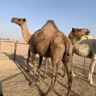 ناقة صفرا طيبة