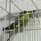 عصافير بادجي