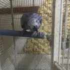 كاسكو متكلم للبيع