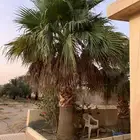 نخل زينة امريكي
