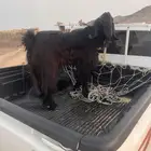 تيس فحل مشروط دوبه مسدس