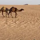 قعود عوني اصفر للبيع مفرود يدخل حق اخر اشتاء