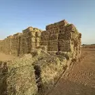 ذره جيزانيه قصه أولى ورق وطيبه وزن فوق 25 و 30 شد 85 ويلجر