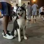 كلب هاسكى 6 اشهو بيور