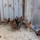 دجاج بلدي اصيل فري وماكنتوش( تم البيع. )