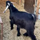 تيس ذبيحه