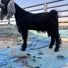 للبيع تيس عمره 6 شهور