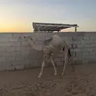 حاشي قصب