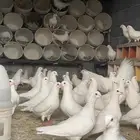 حمام فرنسي جامبو