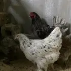 للبيع دجاج أمريكي