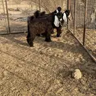 تيوس مخاصي