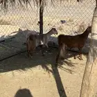 جمدتين كفو