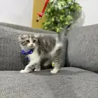 كتينز سكوتش فولد 55 يوم