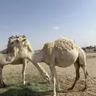 لحقه كفووو عفرا