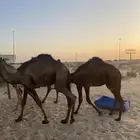 قعدان وبكره